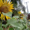 Office Garden